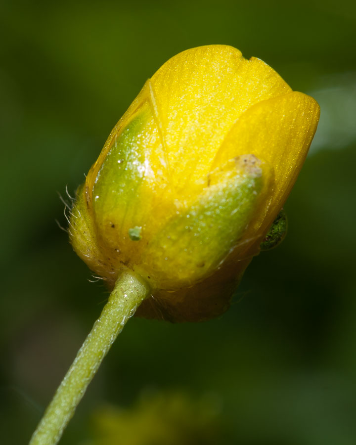 Ranunculus autunnale